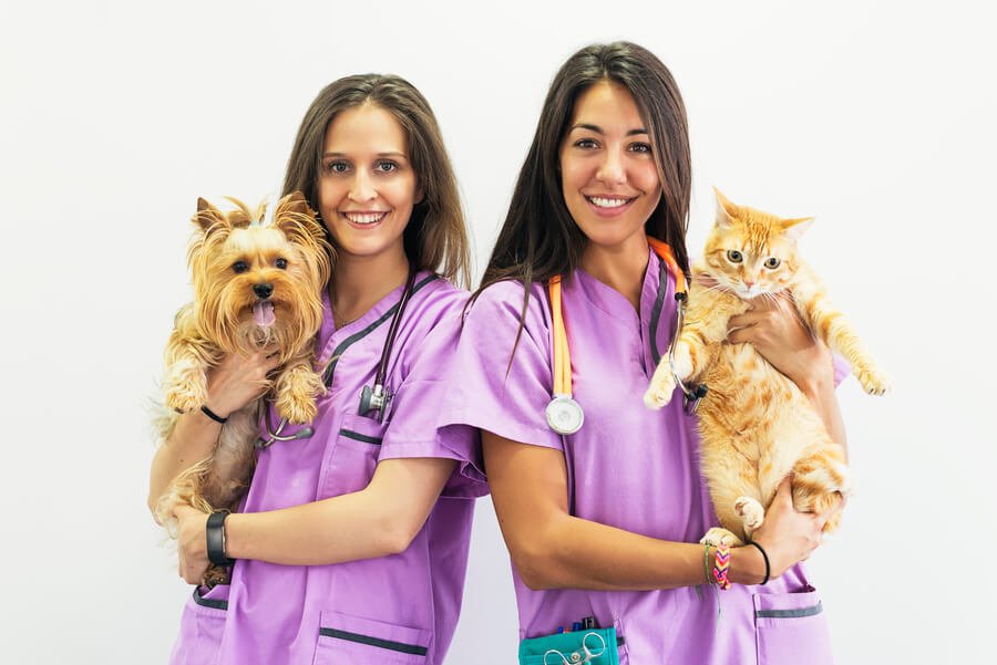 Plano de saúde animal: seus pets também precisam de cuidados